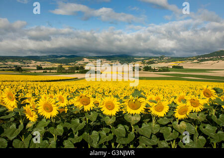 Landscape of the Lembronnais and field of sunflowers, Auvergne, France, Europe Stock Photo