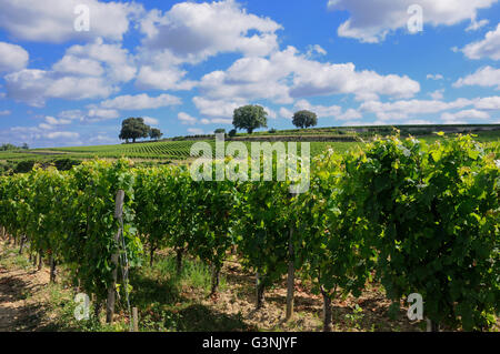 Vineyard of Saint-Emilion, Gironde, France, Europe Stock Photo