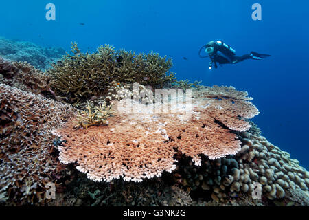 Diver above coral reef, various stony corals (Hexacorallia), Wakatobi Island, Tukangbesi Archipelago, Wakatobi National Park Stock Photo