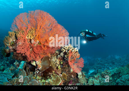 Diver observing coral, knotted fan coral (Melithaea ochracea) and various other corals, fish and invertebrates, Wakatobi Island Stock Photo