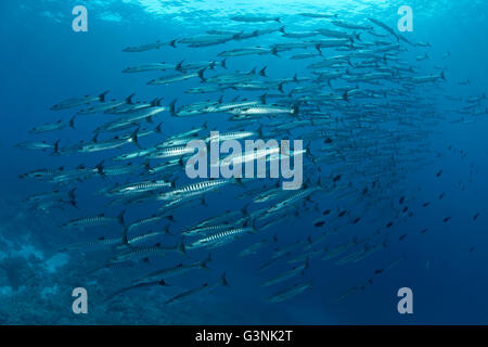 Shoal of Blackfin barracudas (Sphyraena qenie) swimming in open ocean, Wakatobi Island, Tukangbesi Archipelago Stock Photo