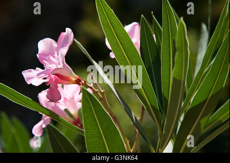 Oleander (Nerium oleander), Zaros, southern Crete, Greece, Europe Stock Photo