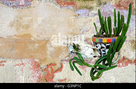 Animal skull and mosaic pot plant with cactus on a rustic rendered painted wall background. Mexican or western ranch theme Stock Photo