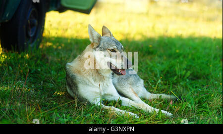 domesticated wolf dog resting relaxed on a meadow in shadow of caravan car. Stock Photo