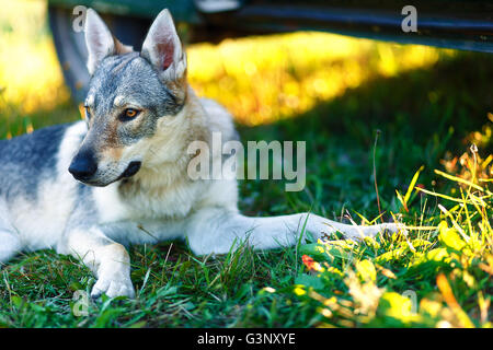 domesticated wolf dog resting relaxed on a meadow in shadow of caravan car. Czechoslovakian shepherd. Stock Photo