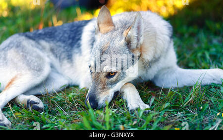 domesticated wolf dog resting relaxed on a meadow. Stock Photo