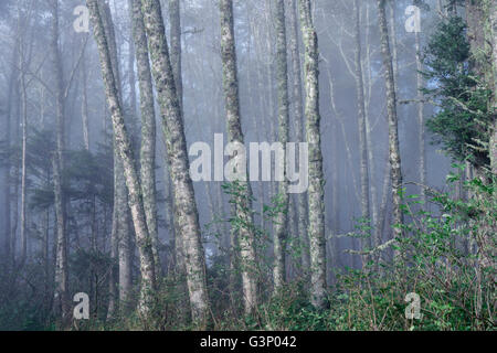 USA, Oregon, Siuslaw National Forest. Cape Perpetua Scenic Area, Grove of red alder (Alnus rubra) trees in fog. Stock Photo
