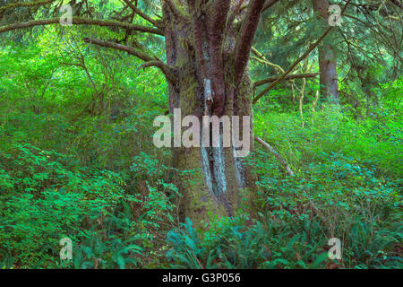 USA, Oregon, Siuslaw National Forest. Huge Sitka spruce (Picea sitchensis) tree in coastal rainforest with dense understory. Stock Photo