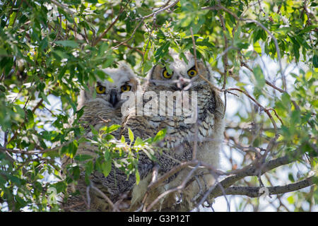 Two juvenile Great Horned Owlets sitting together in a tree Stock Photo