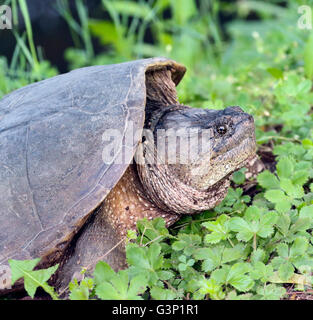 common snapping turtle Chelydra serpentina female on her nest. Stock Photo