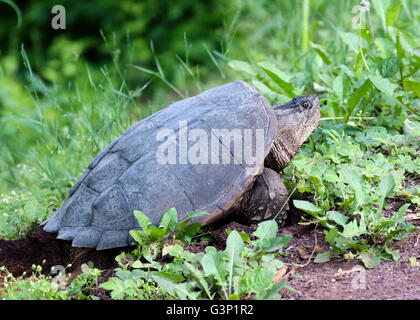 common snapping turtle Chelydra serpentina female on her nest. Stock Photo