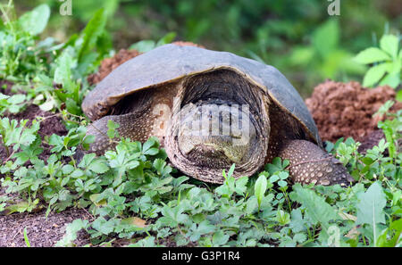 common snapping turtle Chelydra serpentina female on her nest. Stock Photo