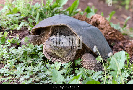 common snapping turtle Chelydra serpentina female on her nest. Stock Photo