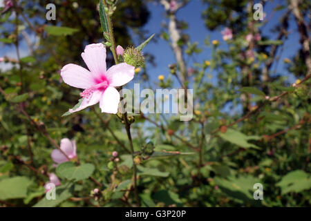 Australian native Hibiscus species flowering beside Isabella Falls, Cape York Peninsula, Queensland, Australia Stock Photo