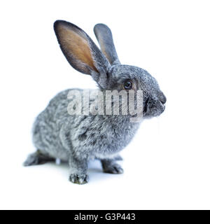 Young adorable european grey rabbit on white background. Cute bunny isolated on white backdrop Stock Photo