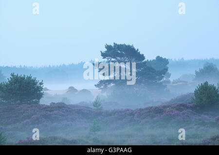 foggy hills with heather in summer morning Stock Photo