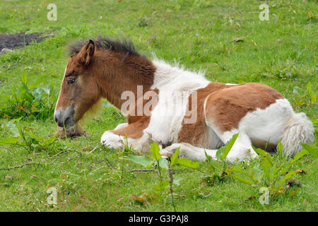 Brown & White Foal sitting down in field Stock Photo