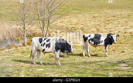 Cows grazing on natural pasture in the spring, shallow depth of field. Stock Photo