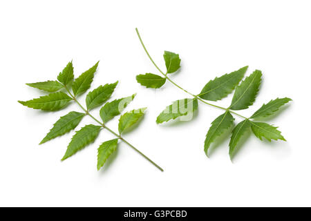 Green Neem twigs and leaves on white background Stock Photo