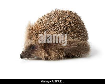 Single hedgehog on white background Stock Photo