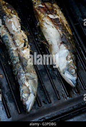Mackerel fish grilled on a barbecue. Stock Photo