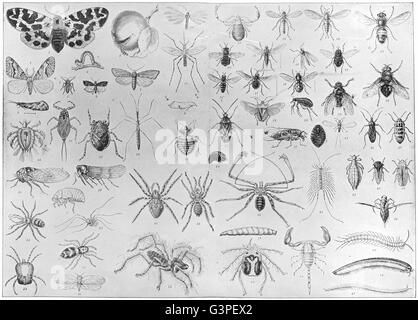 MYRIAPODA ARACHNIDA: Moth gnat fly bug flea cicada spider scorpion worm, 1907 Stock Photo