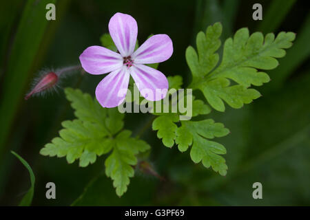 Geranium robertianum flower, Peak District Derbyshire UK Stock Photo