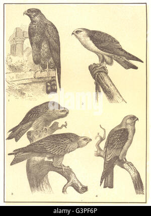 BIRDS: Black-winged kite, antique print 1895 Stock Photo - Alamy