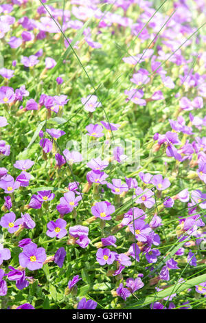 Vertical floral background with small violet Aubrieta flowers and grass in sunshine ornamental garden. Stock Photo