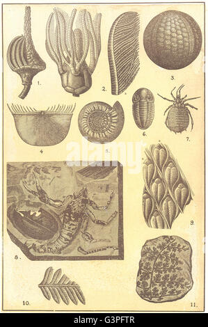CARBONIFEROUS FOSSILS: Actinocrinus; Platycrinus; Plaeechinus; Chonetes, 1907 Stock Photo
