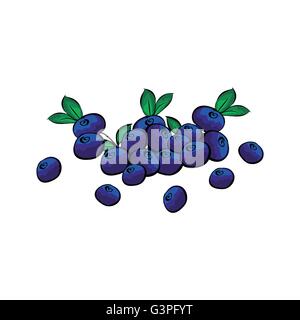Hand drawn blueberries closeup. Stock Vector
