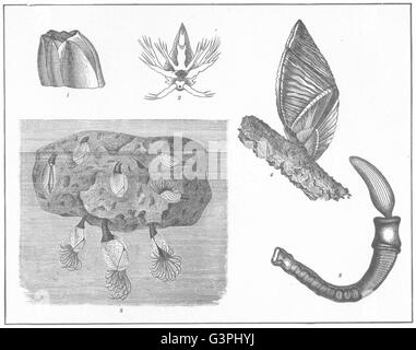 BARNACLE BALANOGLOSSUS: Lepas; Mussel; Megalasma Striatum; clavigerus, 1907 Stock Photo