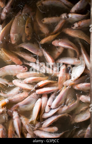 Pangas catfish (Pangasius pangasius), fish farm in the Mekong Delta, South Vietnam, Vietnam, Southeast Asia Stock Photo