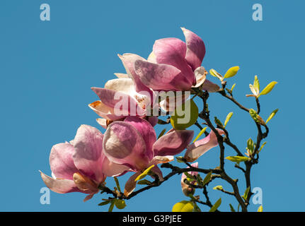 Flowering Saucer magnolia (Magnolia soulangeana alexandrina), Smetanovy sady, Olomouc, Czech Republic, Europe Stock Photo