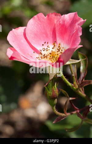 Groundcoverrose, "Pink Meidiland" (Rosa), Westfalenpark, Dortmund, North Rhine-Westphalia Stock Photo