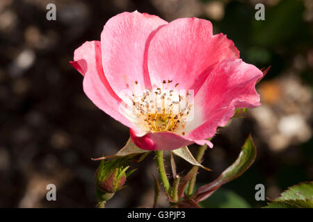 Groundcoverrose, "Pink Meidiland" (Rosa), Westfalenpark, Dortmund, North Rhine-Westphalia Stock Photo