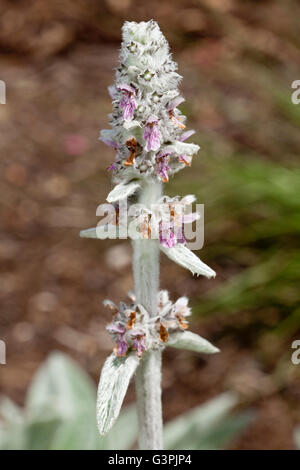 Lamb's Ear (Stachys byzantina), Westfalenpark, Dortmund, North Rhine-Westphalia Stock Photo