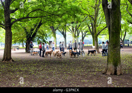 TOKYO - MAY, 2016: Dogs and owners play in nature at Yoyogi park on May 28, 2016 Stock Photo