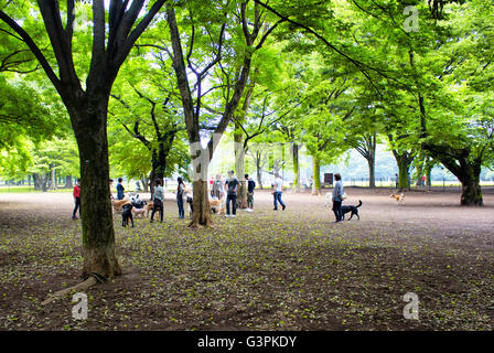TOKYO - MAY, 2016: Dogs and owners play in nature at Yoyogi park on May 28, 2016 Stock Photo
