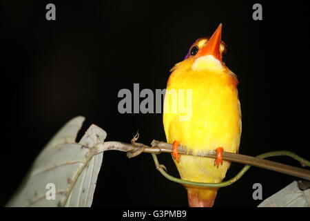Birds Stock Photo