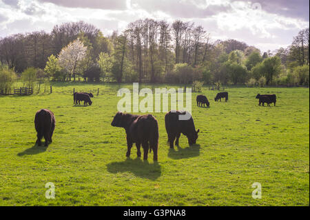 black galloway cattles on green pasture, landkreis vechta, oldenburg münsterland, lower saxony, germany Stock Photo