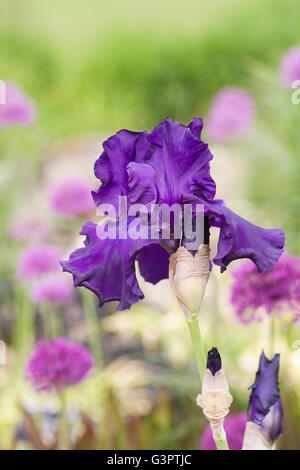 Iris 'Titan's Glory' growing in an English garden. Stock Photo