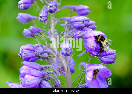 A bumble bee gathering nectar Stock Photo