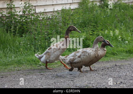 Indian Racing Drake Bird Indian Runner Drake Stock Photo - Alamy