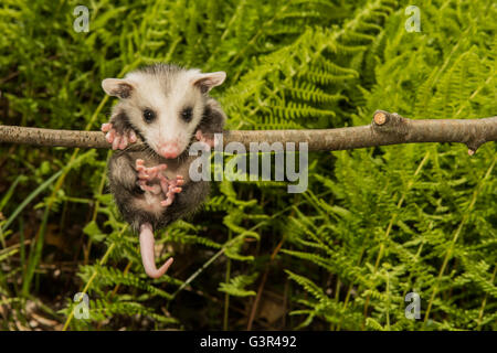 opossum baby alamy climb learning