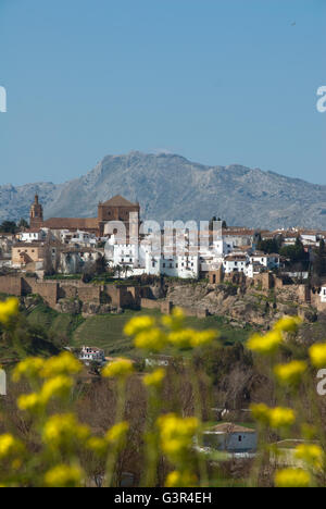 Ronda, Malaga Province, Andalucia. Spain inland Costa del Sol, wild flowers, Sierrania de Ronda mountain range Stock Photo