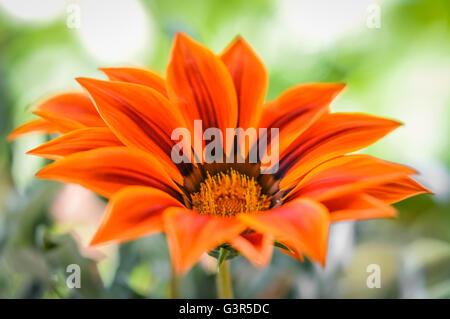 beautiful orange gazania flower close up Stock Photo