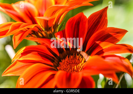 beautiful orange gazania flowers Stock Photo