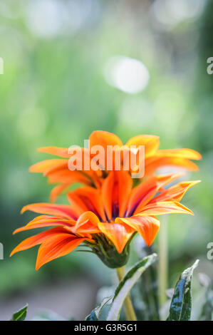 beautiful orange gazania flowers in the sunlight Stock Photo