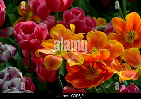 Orange and red tulip lilies in various stages of bloom Stock Photo